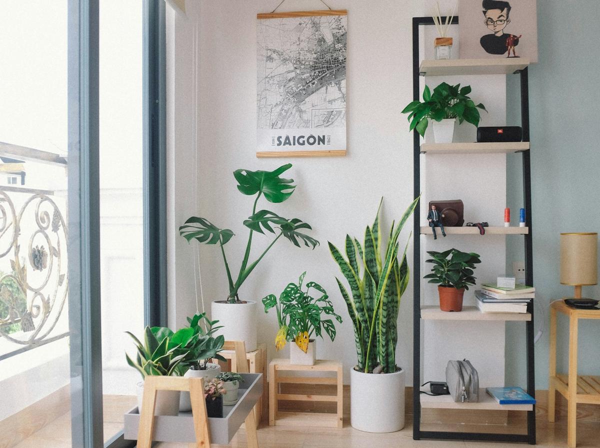 Green plants in pots on a sunny windowsill